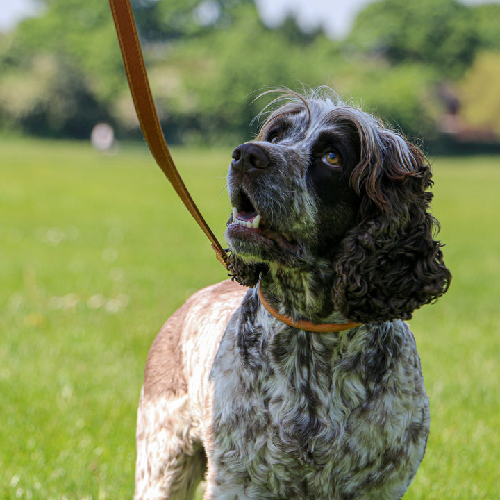 Ancol Timberwolf Leather Lead