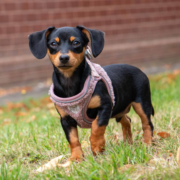 Ancol Small Bite Teddy Bear Dog Harness