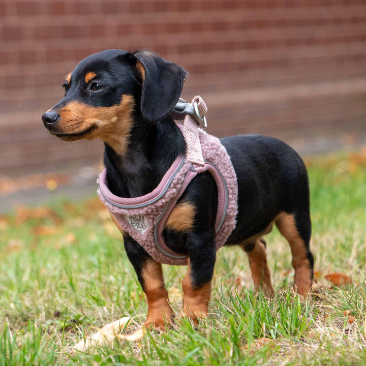 Ancol Small Bite Teddy Bear Dog Harness