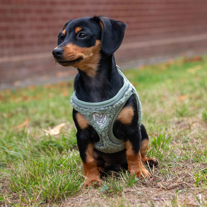 Ancol Small Bite Teddy Bear Dog Harness