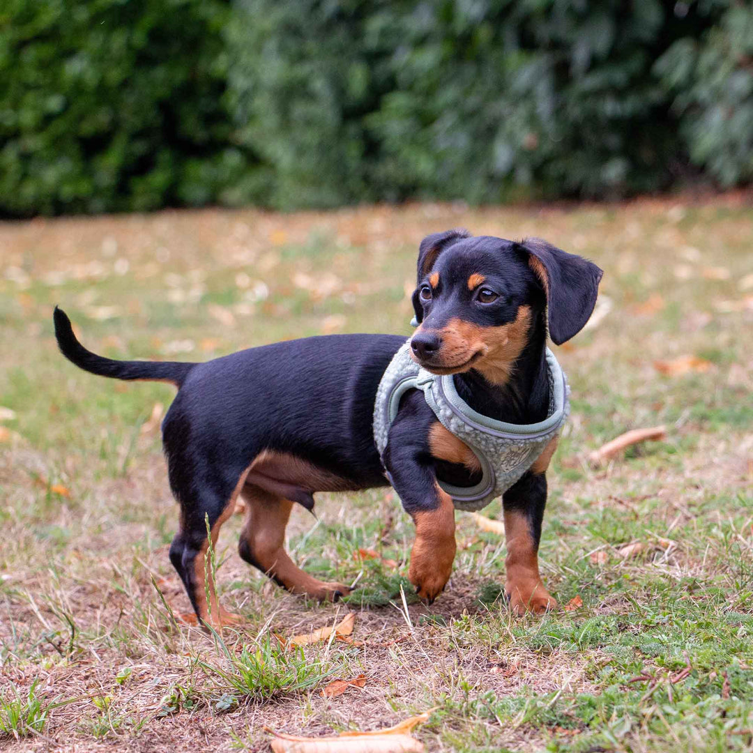 Ancol Small Bite Teddy Bear Dog Harness