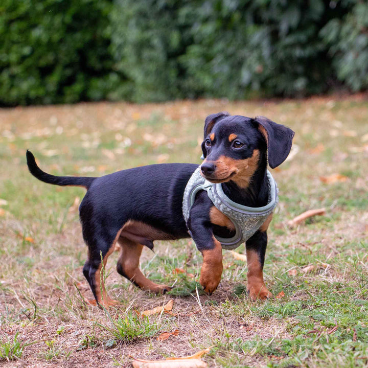 Ancol Small Bite Teddy Bear Dog Harness