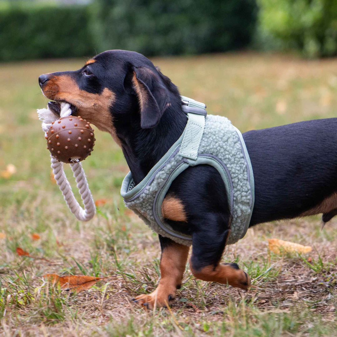 Ancol Small Bite Teddy Bear Dog Harness