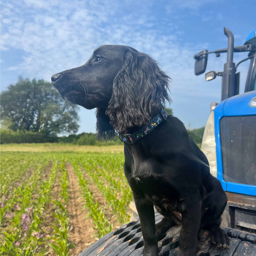 Ancol Tractor Dog Collar