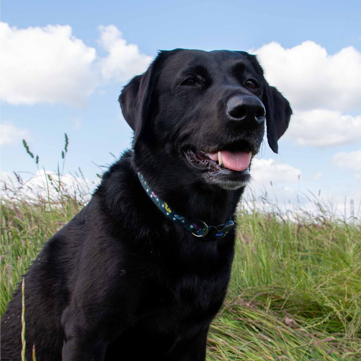 Ancol Tractor Dog Collar