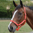 Roma Headcollar & Lead Set