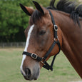 Roma Headcollar & Lead Set