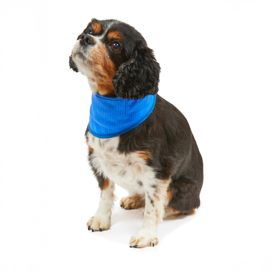 PetFace Cooling Pet Bandana