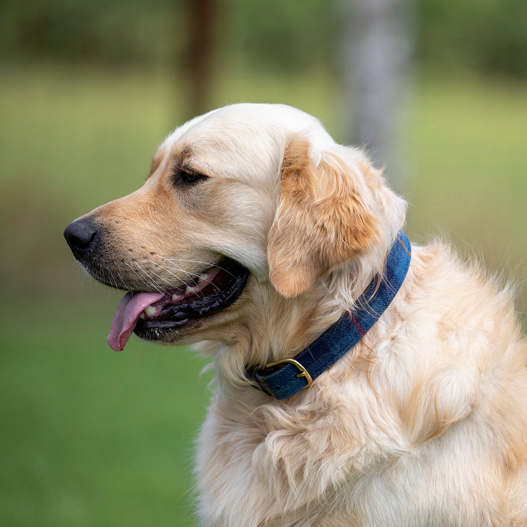 Digby & Fox Tweed Dog Collar
