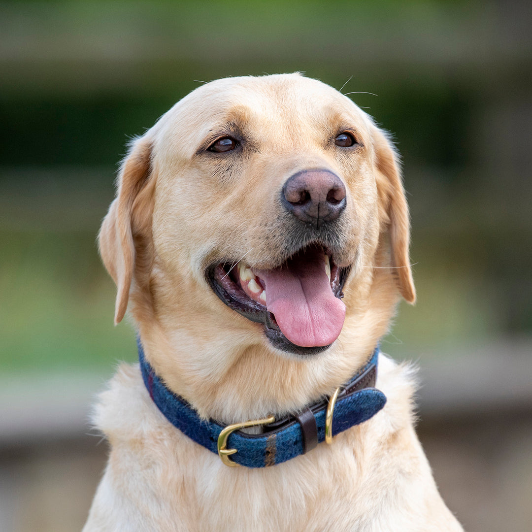 Digby & Fox Tweed Dog Collar