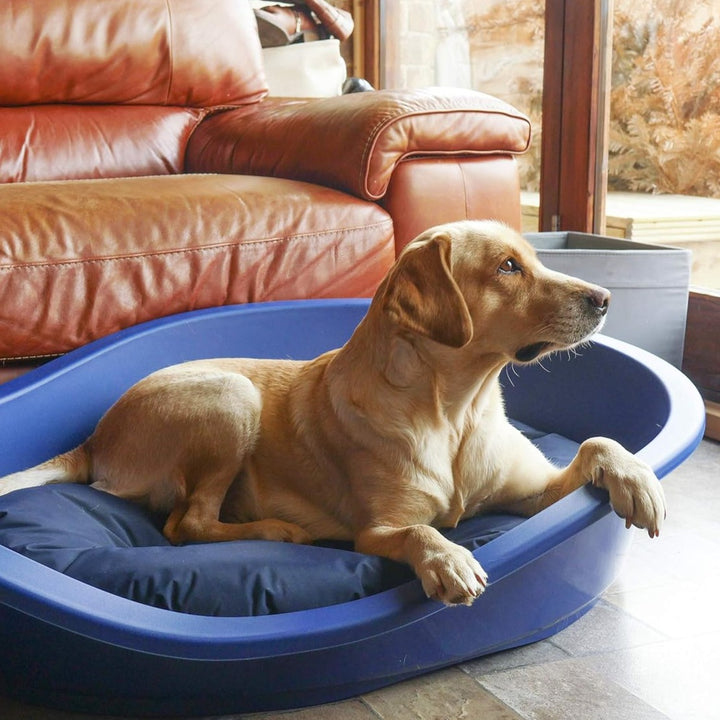 Rosewood Sonny Plastic Bed#Blue