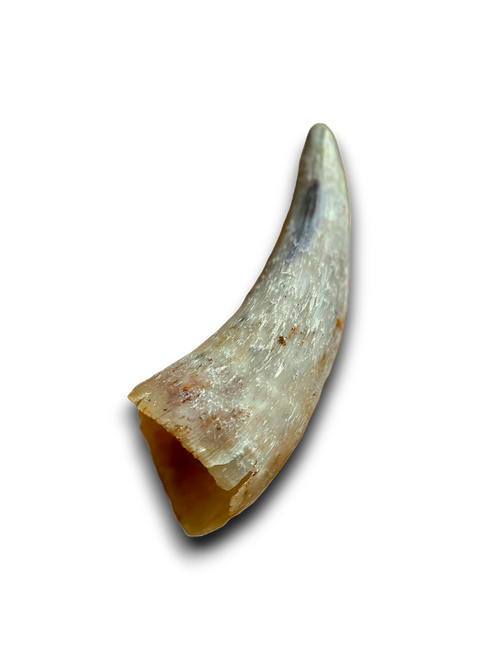 Anco Naturals Empty Cow Horn