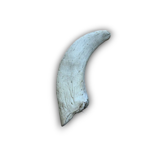 Anco Naturals Lamb Horn Marrow