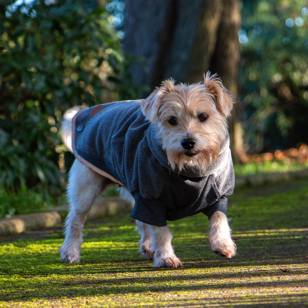 Dog wearing a gray sweater outdoors on a grassy area with trees in the background
