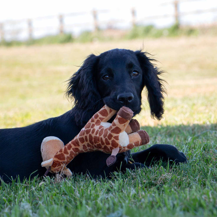 Ancol Small Bite Giraffe Dog Toy