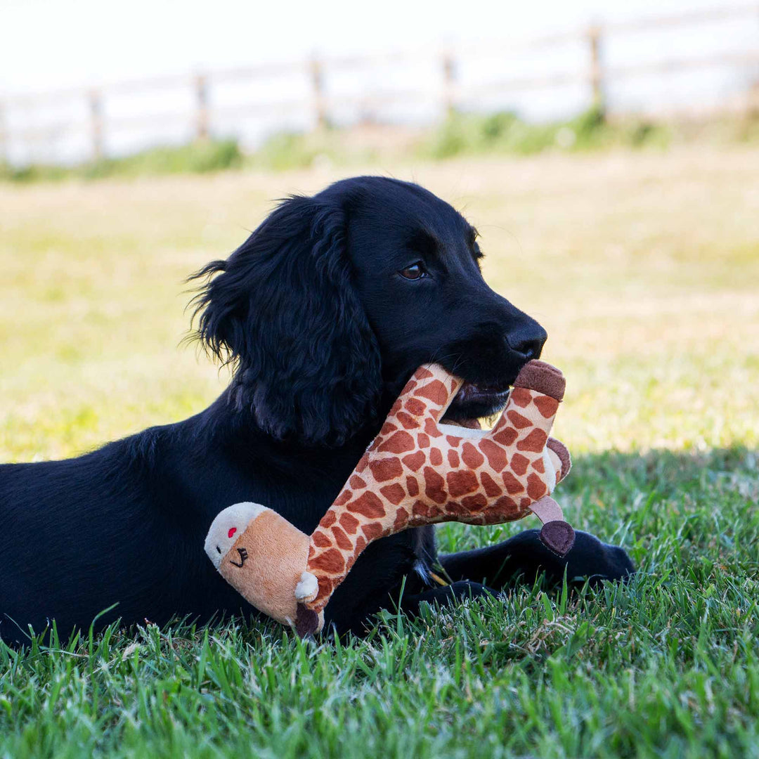 Ancol Small Bite Giraffe Dog Toy
