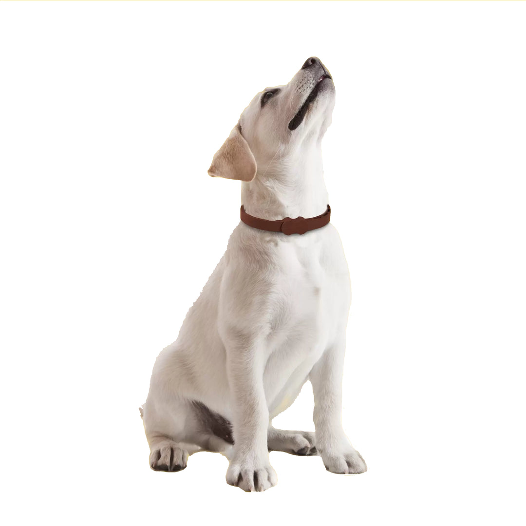 Bob Martin Clear Flea Collar for Dogs & Puppies