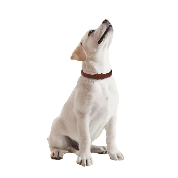 Bob Martin Clear Flea Collar for Dogs & Puppies