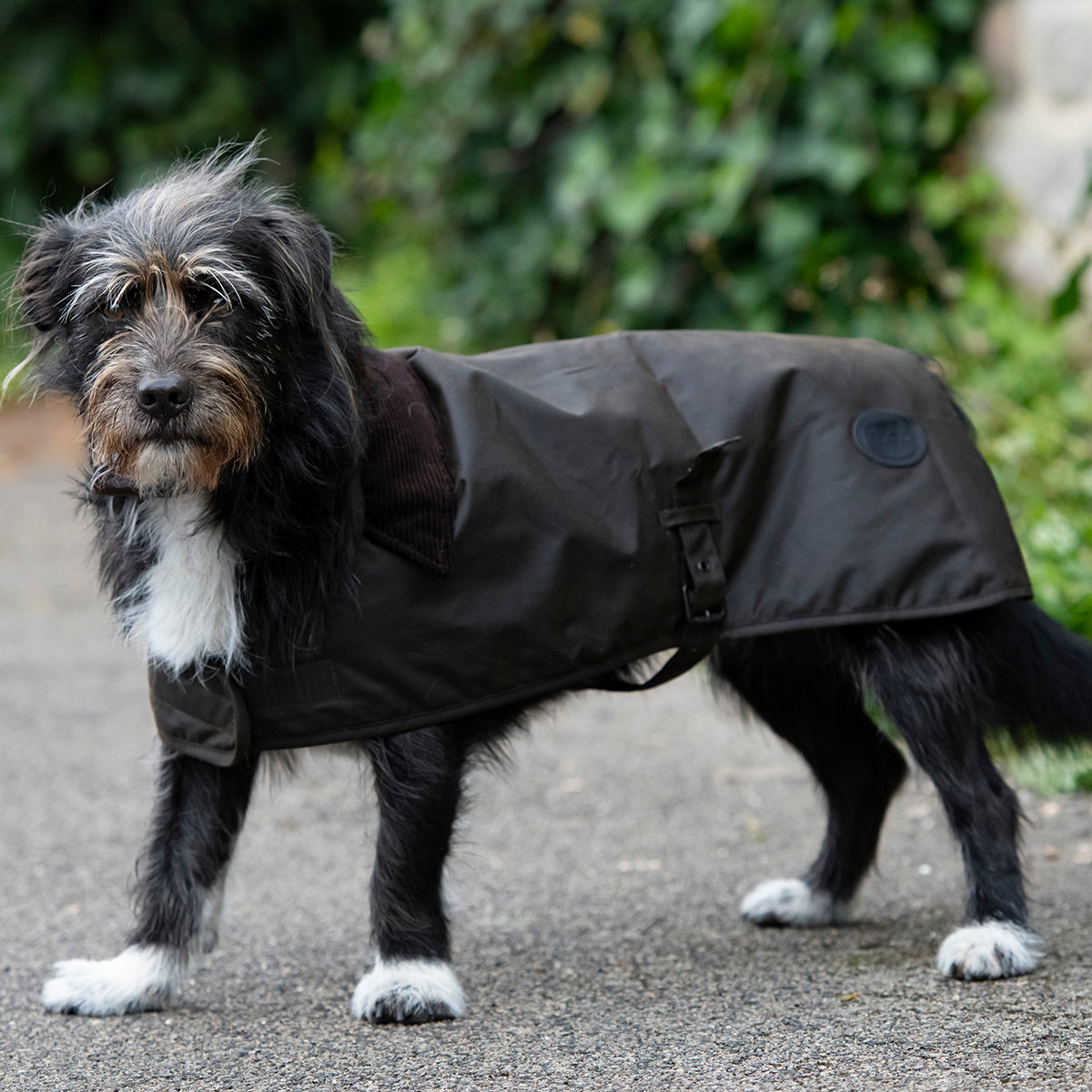 Barbour Waxed Cotton Dog Coat Millbry Hill1
