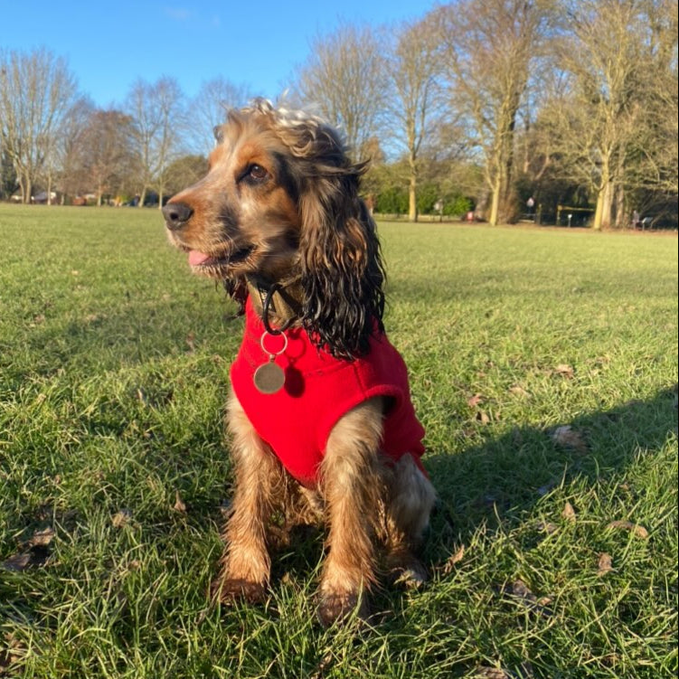 A dog wearing a red fleece coat with elastic leg loops, sitting on grass with trees in the background.