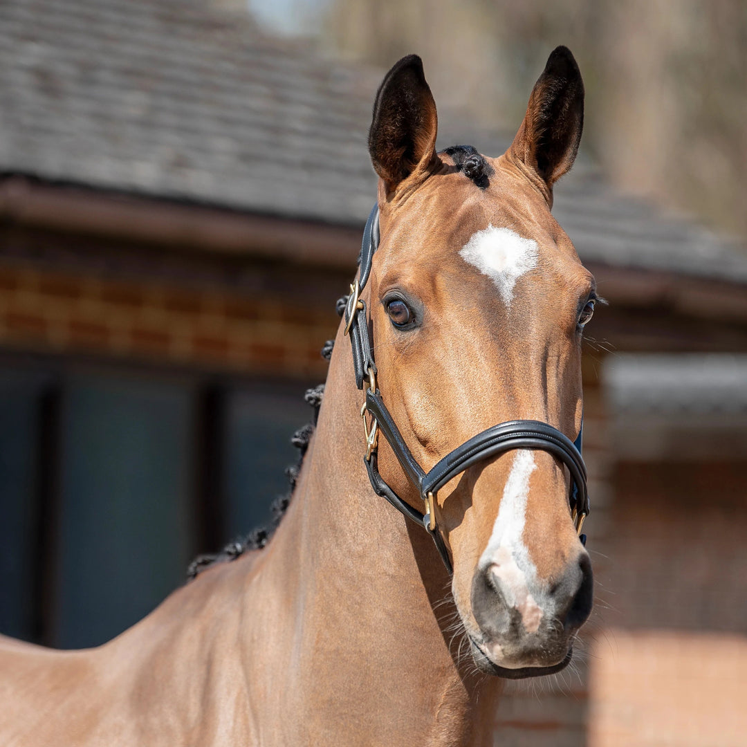Henry James Saddlery Ergonomic Headcollar