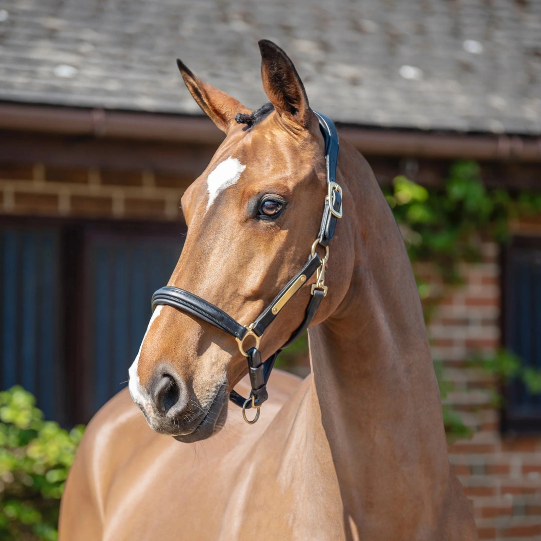 Henry James Saddlery Ergonomic Headcollar