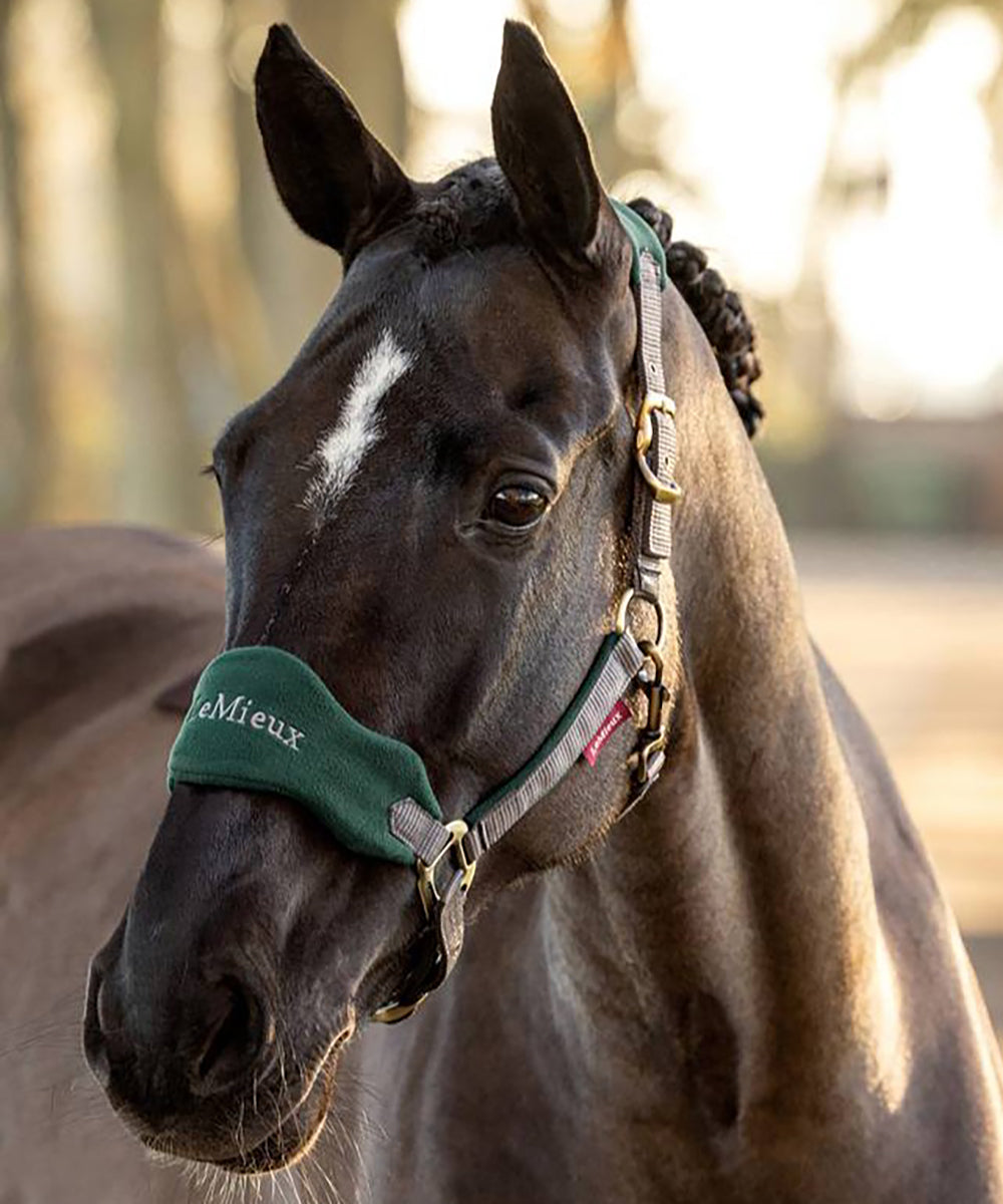 Horse in a LeMieux Vogue Headcollar