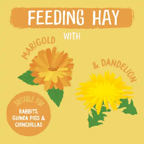 Burgess Excel Feeding Hay with Dandelion & Marigold