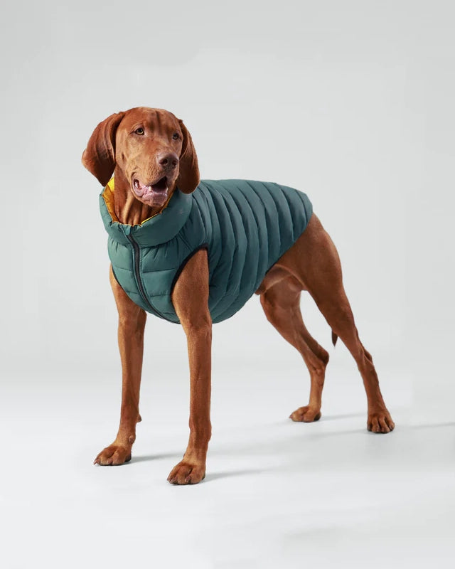 Hugo Hudson Puffer Jacket for Dogs Millbry Hill