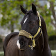 LeMieux Vogue Headcollar & Leadrope - Gooseberry