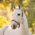 LeMieux Medley Headcollar - Spiced Earth/Petal/Aloe