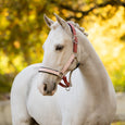 LeMieux Medley Headcollar - Spiced Earth/Petal/Aloe