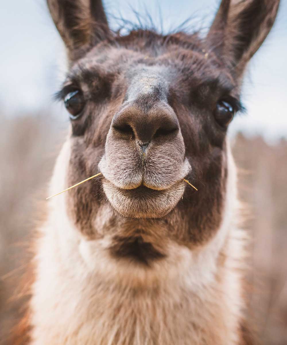 Llama