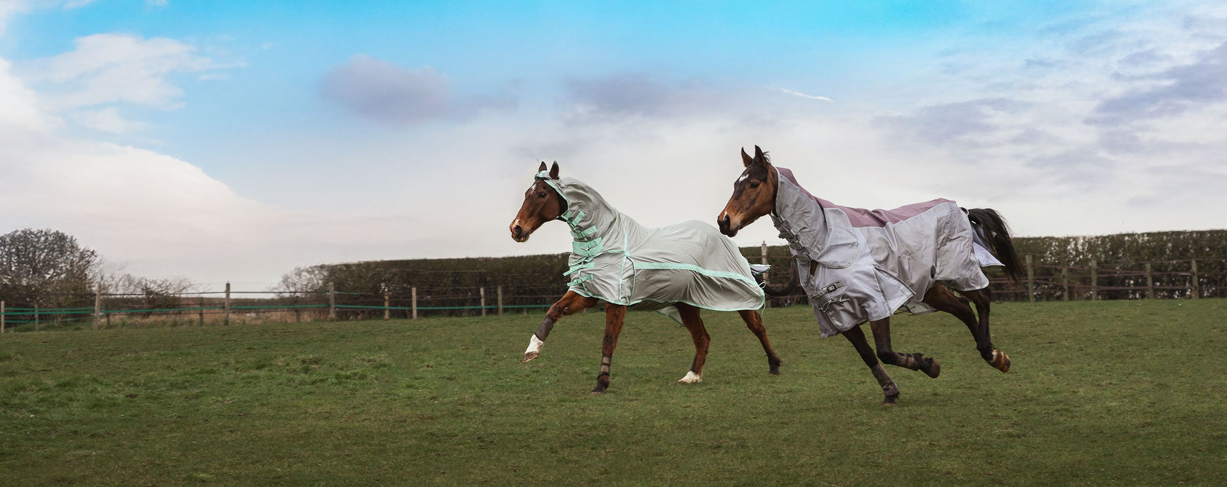 Two horses, cantering trough a field, wearing the new Millbry Hill Fly rugs