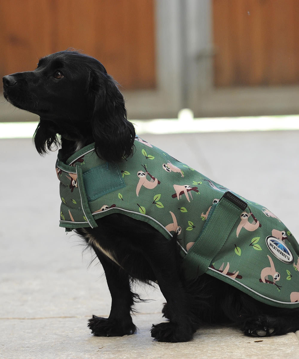 Dog wearing Weatherbeeta coat