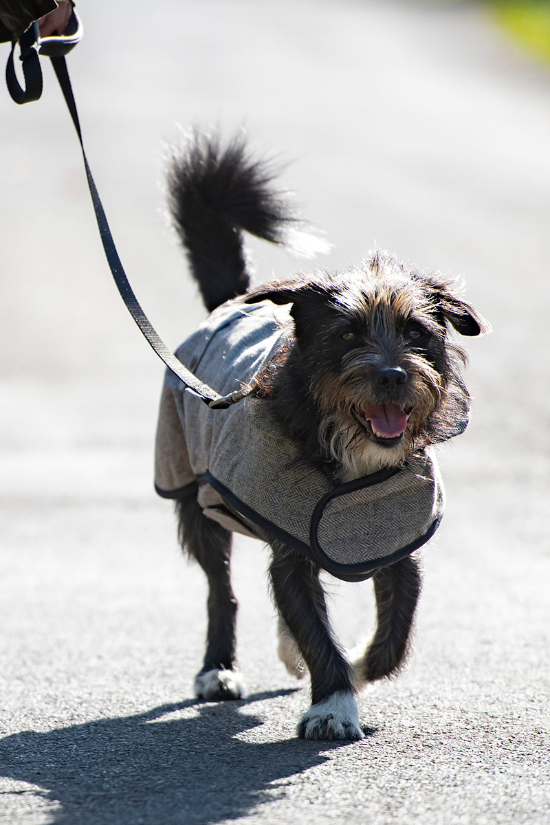 Shop the Look: Heritage Pup