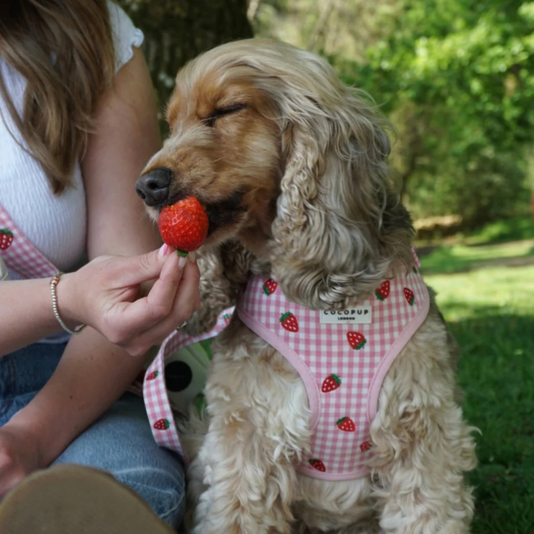 Cocopup Dog Strawberry Picnic Pup Harness