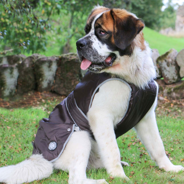 The Ancol Stormguard Dog Coat in Black#Black