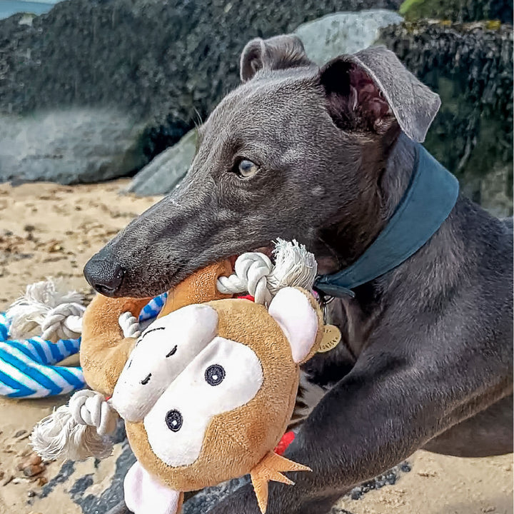 Ancol Made From Koala/Monkey/Panda Dog Toy