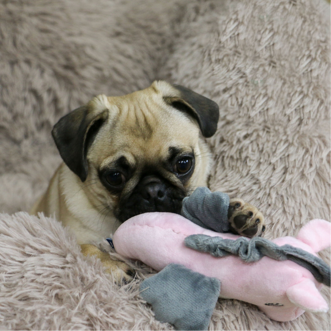 Ancol Mini Made From Turtle/Seal/Seahorse Dog Toy