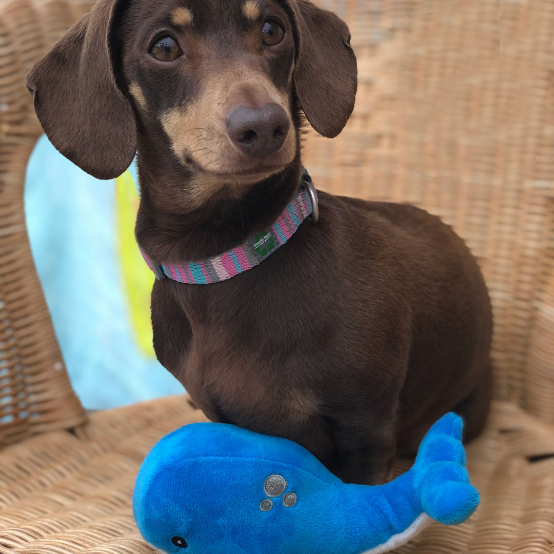 Ancol Mini Made From Shark/Whale/Octopus Dog Toy