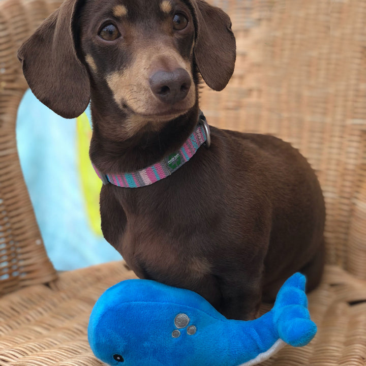 Ancol Mini Made From Shark/Whale/Octopus Dog Toy