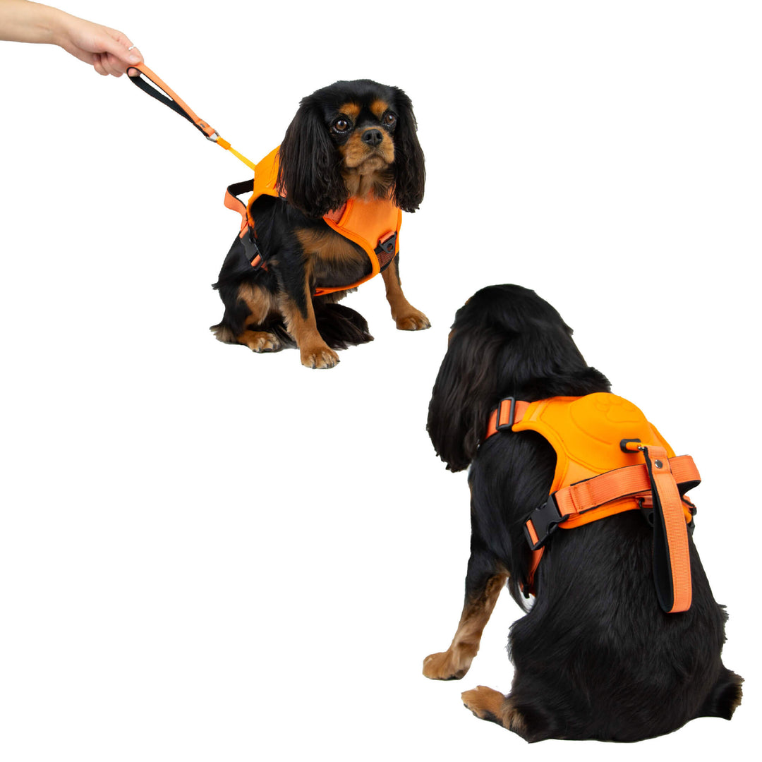 Ancol Extreme Hybrid Dog Harness