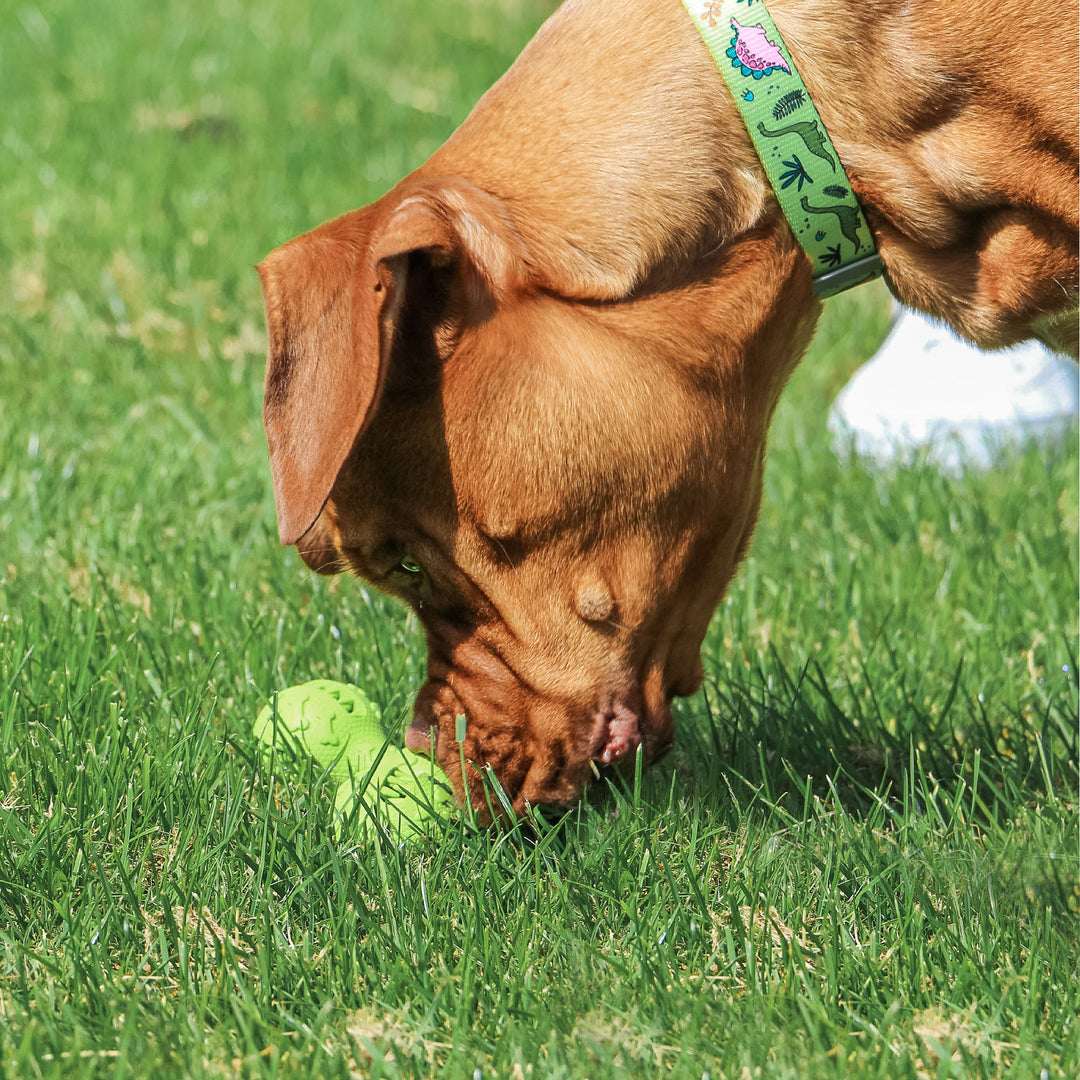Ancol Viva Treat Triangle Dog Toy
