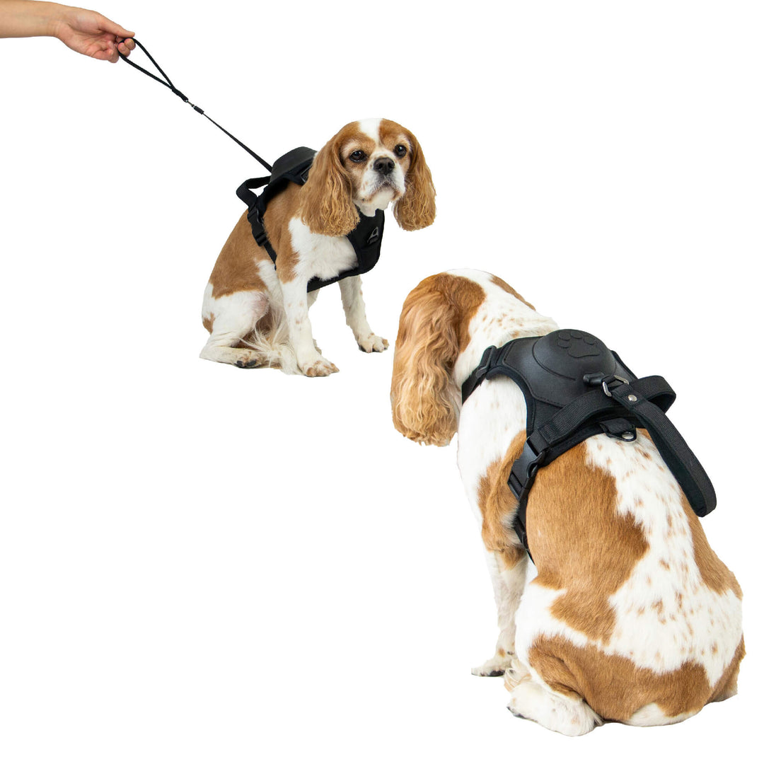 Ancol Extreme Hybrid Dog Harness