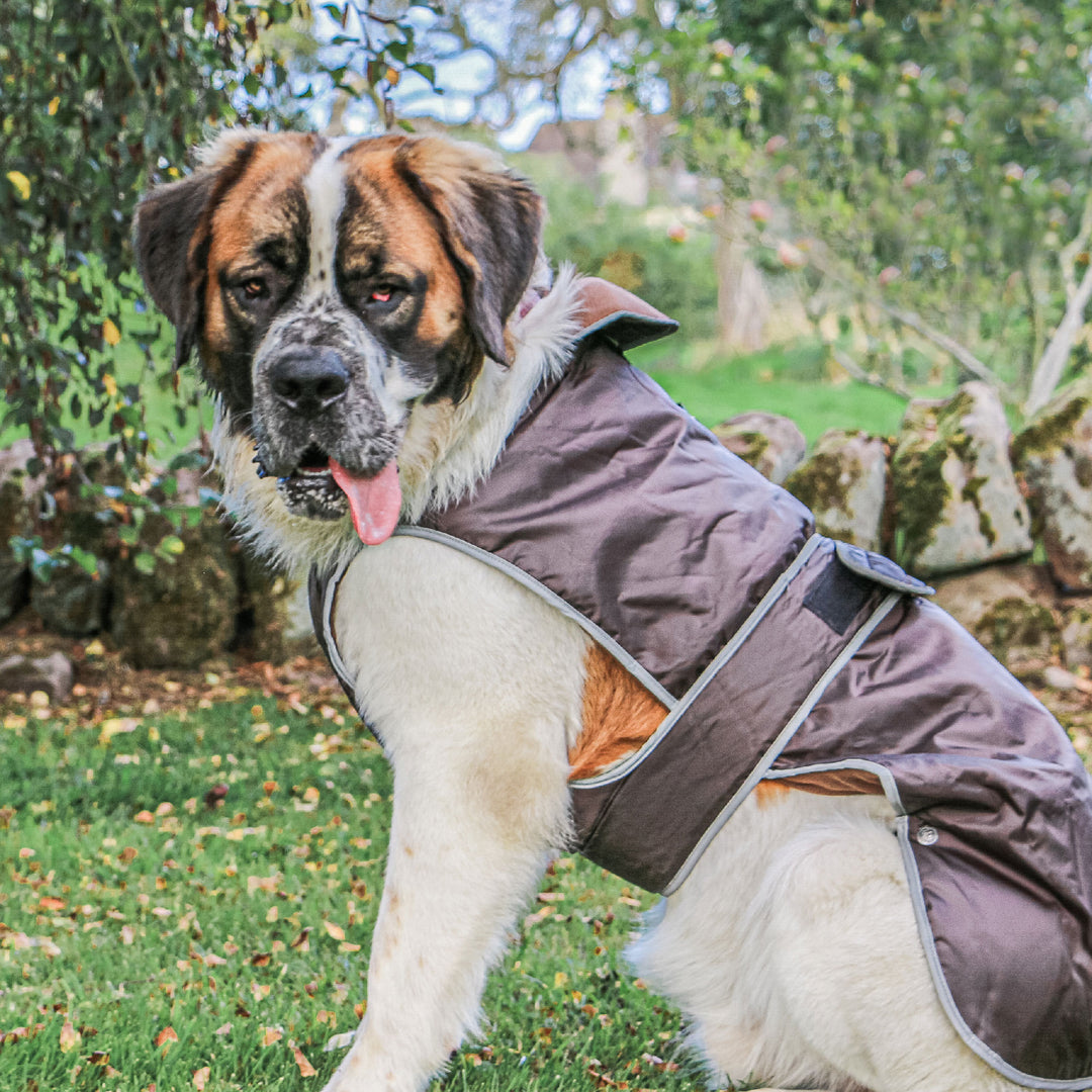 The Ancol Stormguard Dog Coat in Chocolate#Chocolate