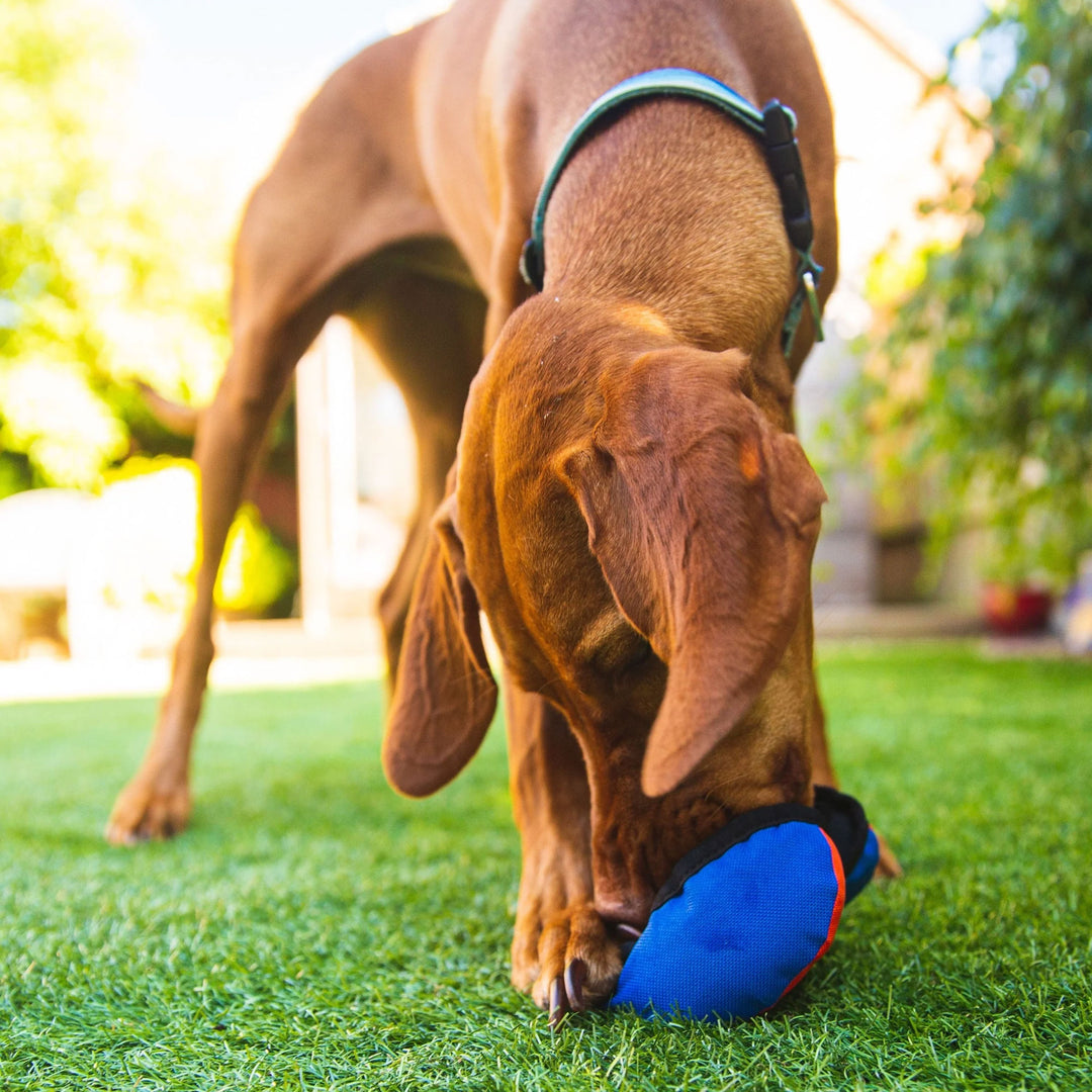 Tug-E-Nuff The Clam Dog Toy