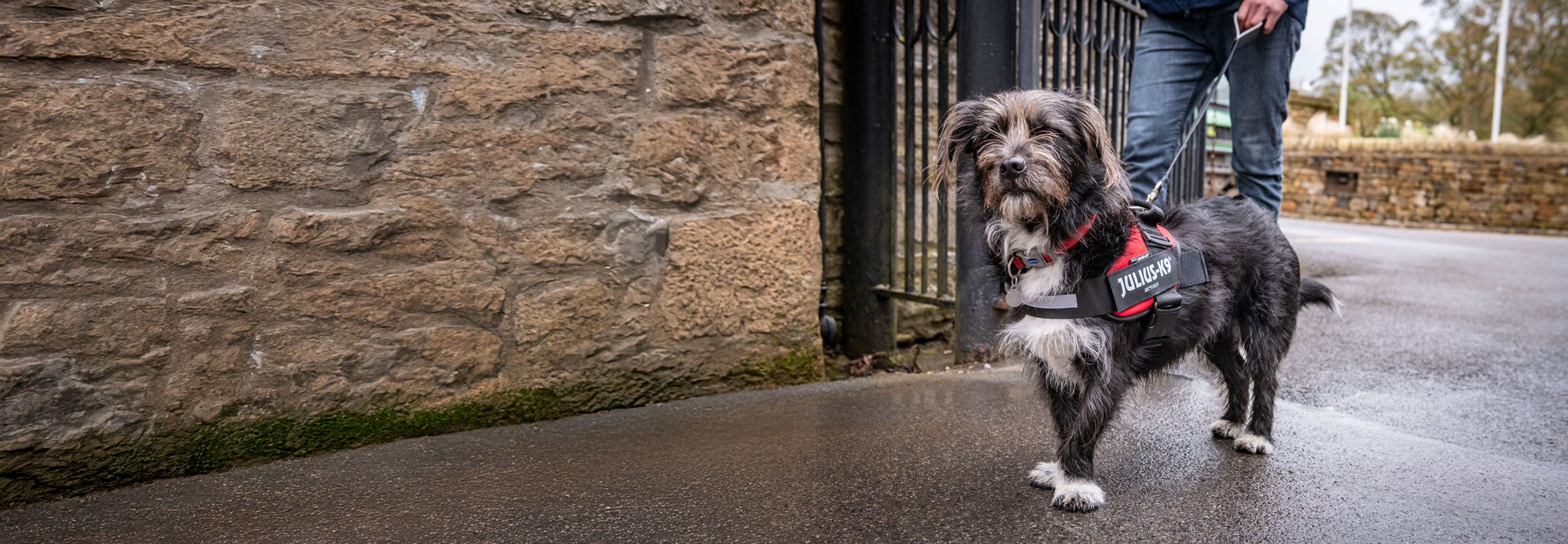 A dog on a dog walk, wearing a red harness