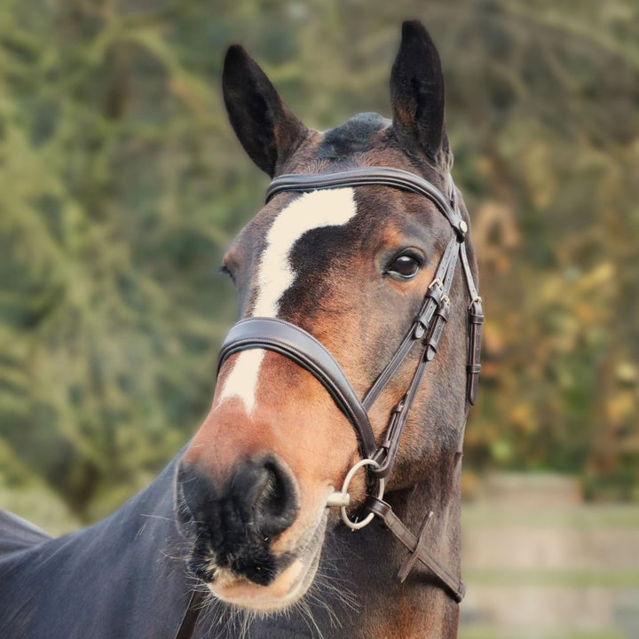 Henry James Saddlery Cavesson Bridle