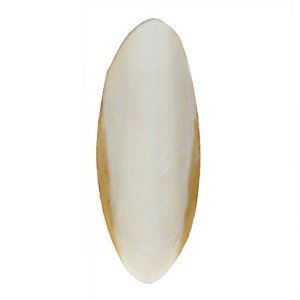 Versele-Laga Small Cuttlefish Bone